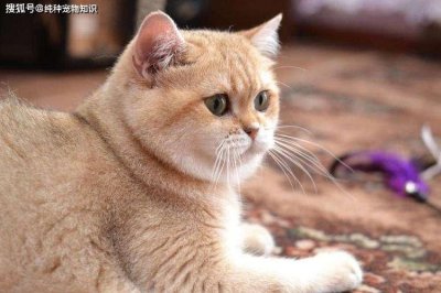 金漸層多少錢一只，血統(tǒng)級(jí)別的要7000至8000元