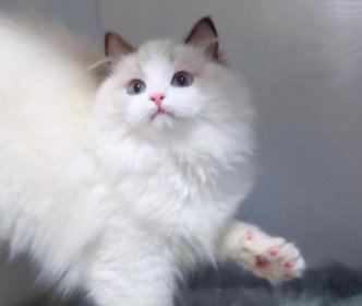 布偶貓價格多少錢一只，賽級的約在30000元左右