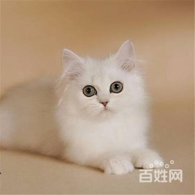 金吉拉貓多少錢一只，血統(tǒng)純正的要3000至8000元不等