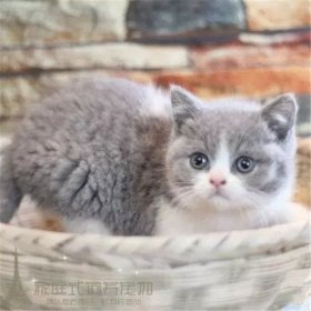 英短貓多少錢一只，非純種的售價都在1000左右