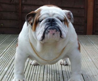 法斗犬價格多少錢一只,寵物級別的在2000至6000一只