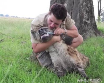 傷害人類最多的動物是什么,狼和黑寡婦蜘蛛