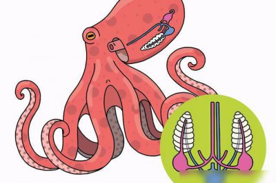 三顆心臟的動物,三心九腦的章魚已經違背了進化論