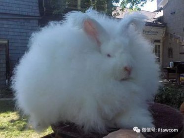 世界上有兔人嗎，兔人詭異故事只是都市傳說而已