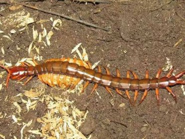 蜈蚣是食肉動物還是食草動物，喜歡捕食各種昆蟲、蟑螂