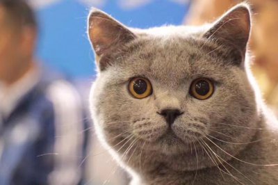 貓咪來(lái)自哪個(gè)國(guó)家,最早飼養(yǎng)貓的國(guó)家可能是埃及