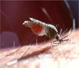 蚊子只吸人血嗎，很多家禽都是會被蚊子吸血的