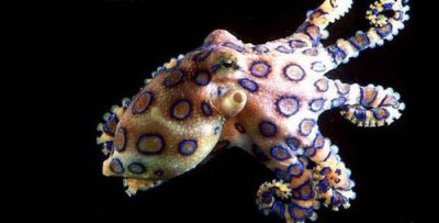 藍(lán)環(huán)章魚(yú)毒性排第幾，排名第三.咬一小口就能夠致人死亡