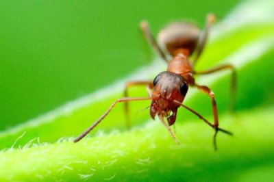 螞蟻的天敵是什么動物，食蟻獸和穿山甲是它的天敵