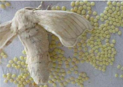 蠶寶寶的生長過程，一生分為卵、幼蟲、蛹、蛾四個(gè)階段