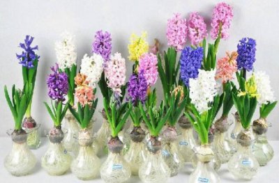 代表毀滅與重生的花,風信子代表著重生.而罌粟是毀滅