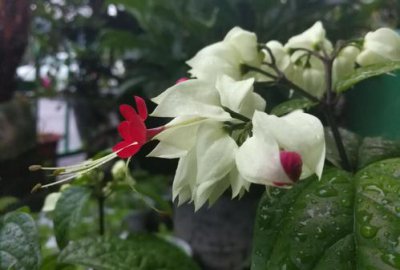 什么是九龍吐珠，一種從國外引種的優(yōu)秀觀賞花木