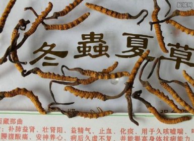 為什么蟲草那么貴,主要在于野生的冬蟲夏草非常難得