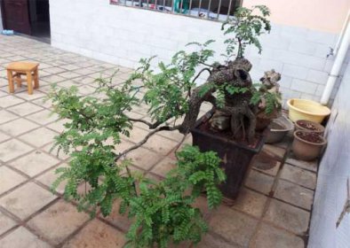 清香木在家里有忌諱嗎,放在客廳有破財的嫌疑