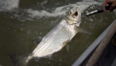 翹嘴魚叫什么名字，學名叫做翹嘴紅鲌的魚多少錢一斤