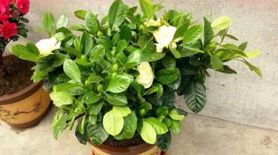 梔子花為啥不吉利，老一輩人認為通體為白的花不吉祥