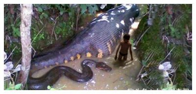 一億個頭的蛇真實存在嗎，ps制作而成的假圖