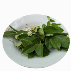 烏米飯葉子是什么樹葉，越橘屬常綠灌木烏飯樹的葉子