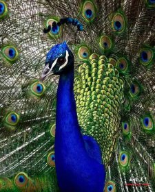 世界上最恐怖的孔雀，多半是以訛傳訛