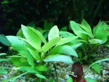 世界上最小的樹,身高僅僅只有5厘米的矮柳