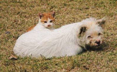 貓是怎么來的，是古埃及的野貓進化來的