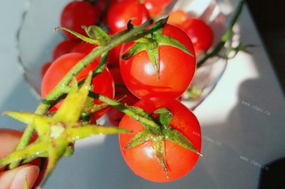 千禧果和圣女果的區別,外觀和味道都有所不同