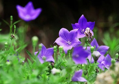 世界上花語最冷漠的花，桔梗花、歐石楠、雪蓮花、繡球花