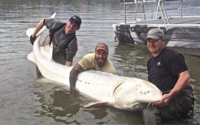 世界上最大的淡水魚，鱘魚長達(dá)4米多.體重逾千斤