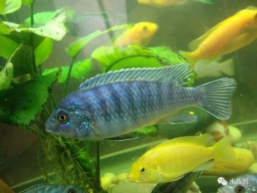 三大流氓魚觀賞魚，雜鯛、十間魚、玉面皇冠