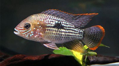 三大流氓魚觀賞魚都是什么，雜鯛、十間魚、玉面皇冠