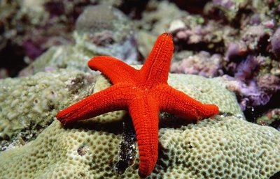 五條腿的動物是什么,海星是棘皮動物中最有代表性的一類