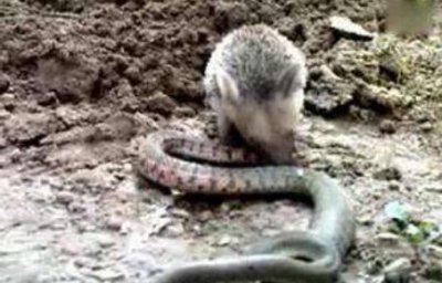 蛇類的十大天敵是什么，蛇獴、蜜獾、老鷹、浣熊、貓鼬、巨蜥等