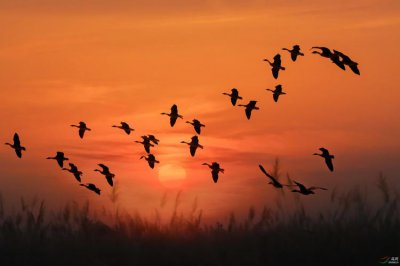 你說大雁南飛后和我一起走是什么歌,王馨演唱的《還沒有愛夠》