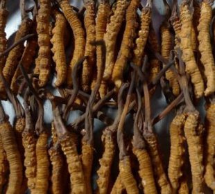 冬蟲夏草一顆多重，特大個(gè)蟲草平均一根0.6克左右